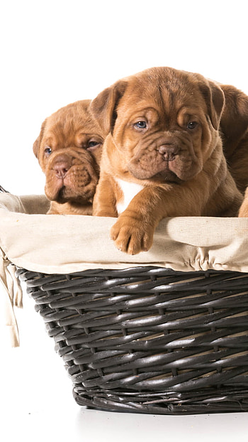 Pocket Pup: Cozy Basket , Animal, puppy HD phone wallpaper