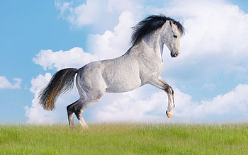 Animals, Grass, Horse, Black Mane HD wallpaper