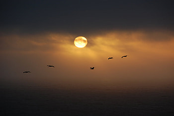 Golden fly, rays, golden, birds, beautiful, gold, background, clouds, nature, fly, sky, sun HD wallpaper