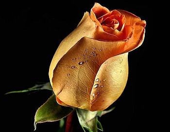 Yellow Rose, rose, nature, yellow, flower HD wallpaper