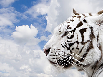 tiger, clouds, white, sky HD wallpaper