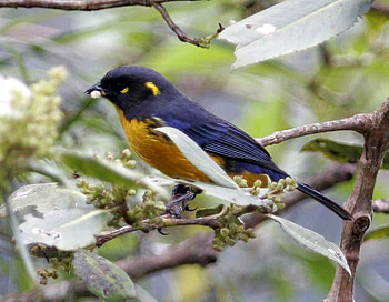Beautiful Bird, cool, beautiful, bird HD wallpaper