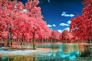 Wavy Park, blue, pink, clouds, trees, beautiful, water, lagoon, park HD wallpaper