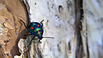 Macro, Surface, Crawl, Bark, Bug, Beetle HD wallpaper