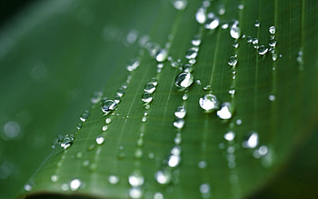Drops, Macro, Sheet, Leaf, Moisture, Form HD wallpaper