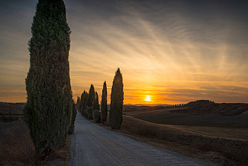 Sunset tree, Evening clouds, Road sky, Cypress HD wallpaper