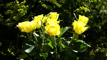 ROSES, PETALS, LEAVES, COLORS, STEMS HD wallpaper