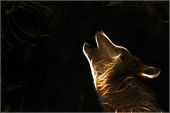 wolf fractal HD wallpaper