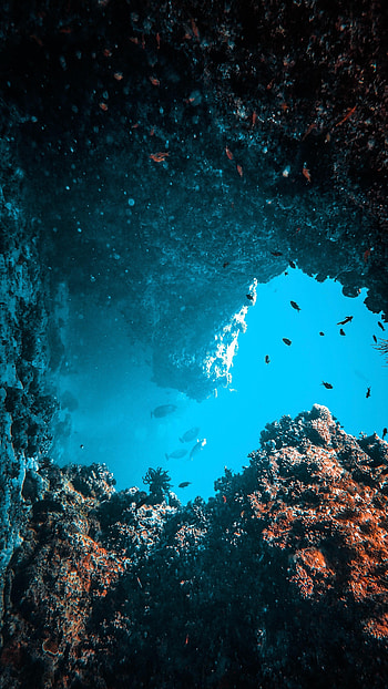 Nature, Water, Fishes, Coral, Underwater World, Seaweed, Algae HD phone wallpaper