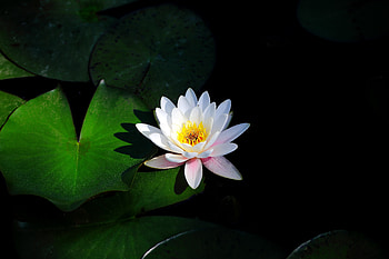 Water lily, flora, nature, lake HD wallpaper