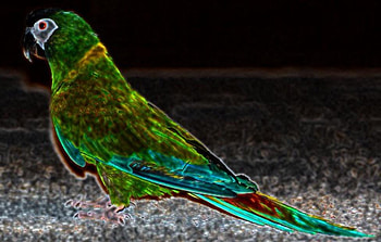 Neon Macaw, neon, abstract, bird, macaw, parrot HD wallpaper
