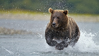 Animals, Water, Spray, Bear, Run, Run Away HD wallpaper