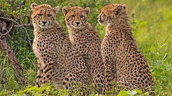 Siblings, Cheetah HD wallpaper
