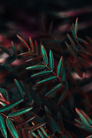 Leaves, Bush, Plant, Macro, Branch HD phone wallpaper