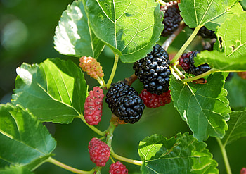 Everbearing mulberry tree, Continuous harvest, Abundant yield, Fruitful tree HD wallpaper