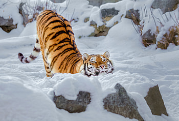 Tiger Snow, tiger, snow, animals HD wallpaper