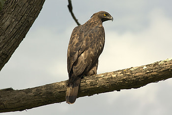 Animals, Feather, Bird, Wood, Sit, Tree, Branch, Predator, Eagle, Hawk HD wallpaper