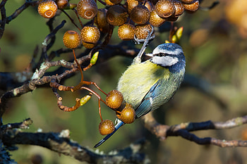 :), blue tit, bird, cute, fruit, pitigoi, pasari HD wallpaper
