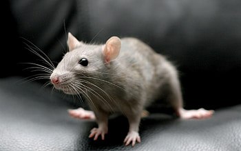 Rat Kingdom, Collection, Rat Varieties, Small Creatures HD wallpaper