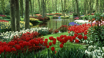 Flower Garden, Springtime splendor, Floral paradise, Blossoming beauty HD wallpaper