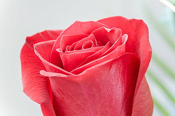Red rose, flower, close up, bud HD wallpaper
