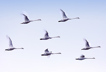 Animals, Birds, Swans, Flight HD wallpaper