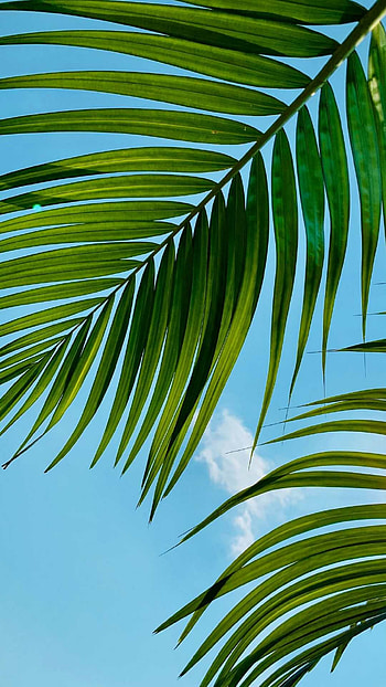 Leaf, Palm Trees HD phone wallpaper