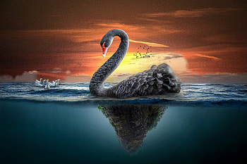 Big Black swan, fantasy HD wallpaper