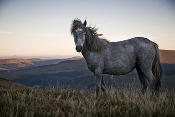 Animals, Nature, Grass, Sky, Spotted, Spotty, Horse HD wallpaper