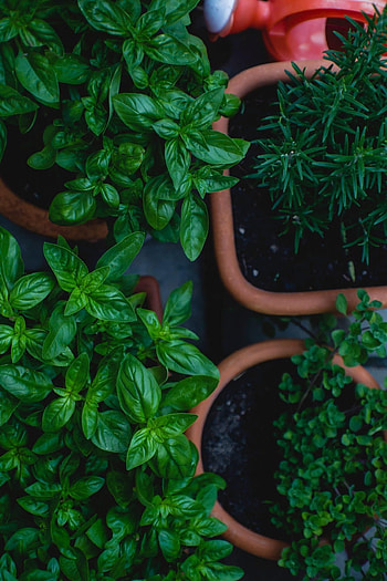 Herb cultivation, Lunar cycle, Indoor gardening, Nature's rhythm HD phone wallpaper