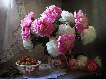 Peonies, still life, pink, white, strawberries, beautiful HD wallpaper