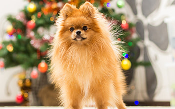 Pomeranian, High-quality , Fluffy dog, Christmas theme HD wallpaper