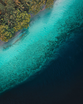 Nature, Water, Palms, View From Above, Ocean, Tropics HD phone wallpaper