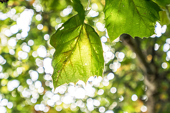 Sycamore Tree, Purdue Fort Wayne HD wallpaper