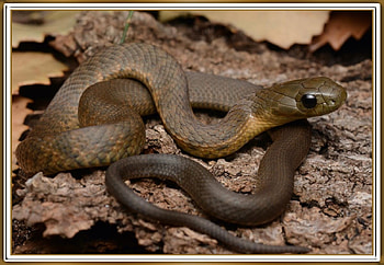 DHARAWAL TIGER SNAKE, NATURE, SNAKE, , FRAMED HD wallpaper