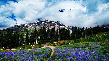 Mount Rainier at Springtime, Washington, usa, blossoms, trees, clouds, landscape, sky, bluebells HD wallpaper