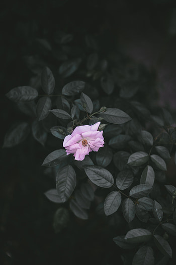 Flowers, Leaves, Rose Flower, Rose, Branches, Wild Rose HD phone wallpaper