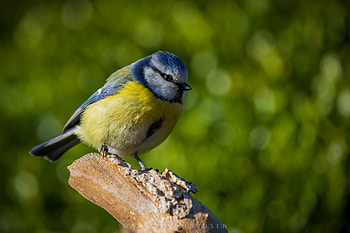 Blue tit, Morning light, Marc Volquardsen, Birds HD wallpaper