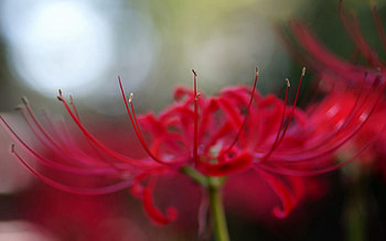 Flower, Macro, Petals, Stamens HD wallpaper
