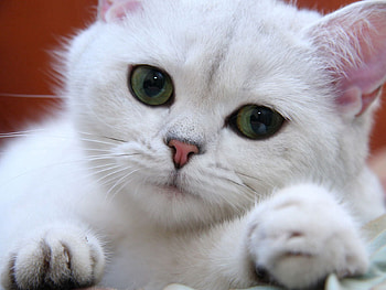 Animals, Cat, Muzzle, Eyes, Sweetheart, Nice HD wallpaper