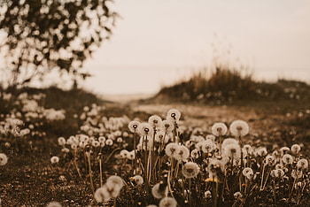 Plants, Nature, Dandelions, Fluffy HD wallpaper