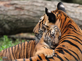 Tigers, cats, orange, big, striped HD wallpaper