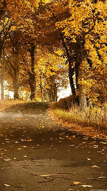 orange autumn 6 - 6 Plus backgrounds HD phone wallpaper