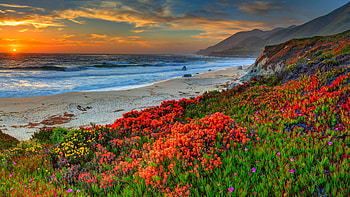Sunset at the sea, beach, plants, blossoms, clouds, colors, flowers, sky HD wallpaper