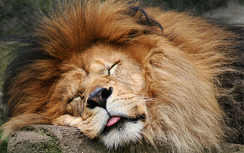 Animals, Muzzle, Lion, Sight, Opinion, Mane, Wool HD wallpaper