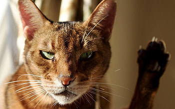 Animals, Cat, Muzzle, Sight, Opinion, Paw HD wallpaper