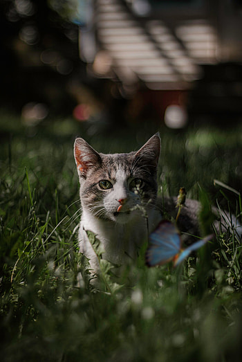 Pet animal, outdoor, cat HD phone wallpaper