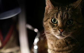 Cat, animal, stare, meow HD wallpaper