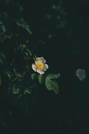 Flowers, Leaves, Bush, Flower, Petals, Branches, Bloom, Flowering HD phone wallpaper