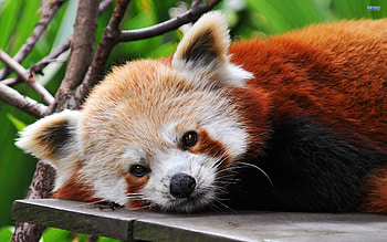 Red Panda HD wallpaper